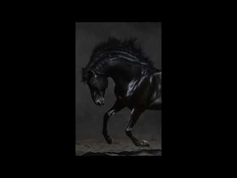 اغنيه بلاك هورس الجديدة 2024 حصريا الفنان عمار العراقي