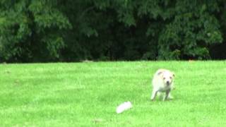 Lure Coursing 1St Run Jack Russell Terrier June 14Th, 2013