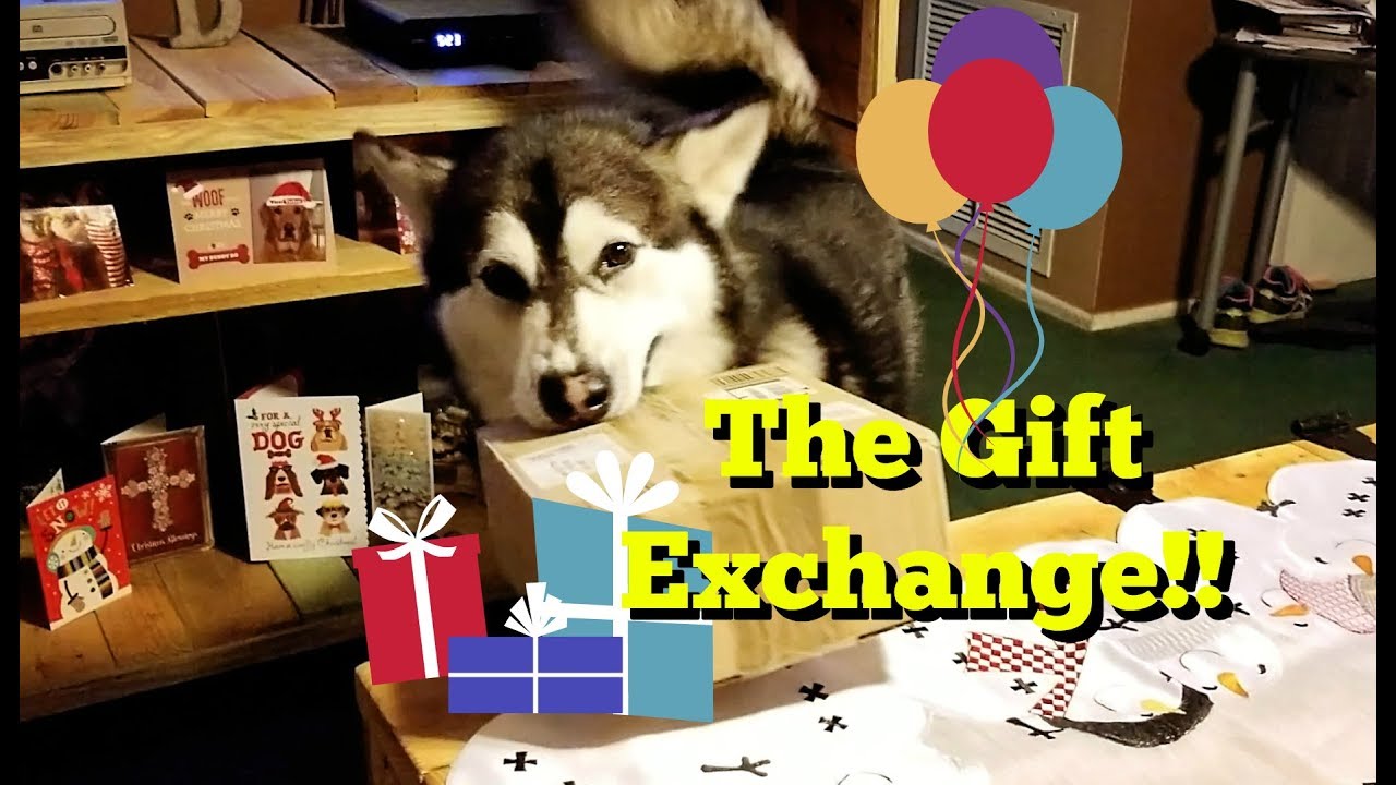 The Gift Exchange with K'eyush The Stunt Huskamute (December) YouTube