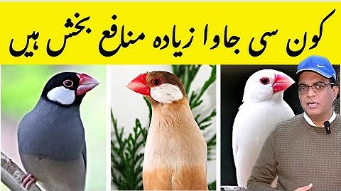 Which Java Mutation give more Profit | How to Start Java Finch Farming | Java Finch Business Plan