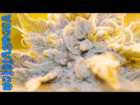 Harvest for Dreanought OG and Jawa Pie Flowers and Seeds!