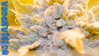 Harvest for Dreanought OG and Jawa Pie Flowers and Seeds!