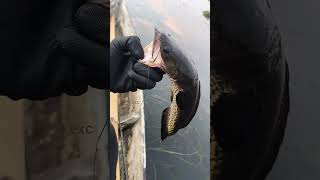 Download Lagu katanya kalau pakai sound ini ga boleh mancing #shorts #mancing MP3 Download Lagu katanya kalau pakai sound ini ga boleh mancing #shorts #mancing MP3