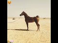 خيل عربي جوهرة من جواهر شبه الجزيرة العرببة