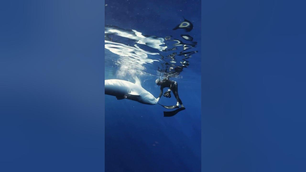 Shark Diving Safety: What Every Diver Should Know