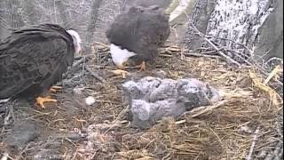 Decorah Eagles,Dad With 2 Fish,Cute Funny Moments\&Mom Digs Up A Corn On The Cob,4\/24\/15