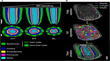3D Animation: Arabidopsis Root Meristem Morphology and Cellular Segmentation