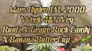 #MarsHydroTSL2000 Week 4-5 Veg . #Square1Genetics GROLL(Runtz X Grape Rock Candy X Banana ButterCup)