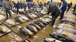 東京・築地でマグロ「初競り」
