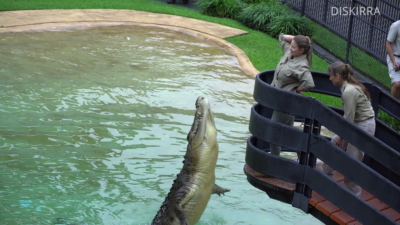 Robert Irwin's 18th Birthday Full Croc Show Australia Zoo YouTube