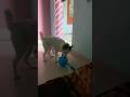 #explore #doglover #india #pets #parents #funny #tamil #telugu #ytshorts #cristianoronaldo
