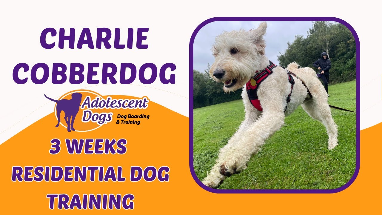 Charlie the Australian Cobberdog - 3 Weeks Residential Dog Training