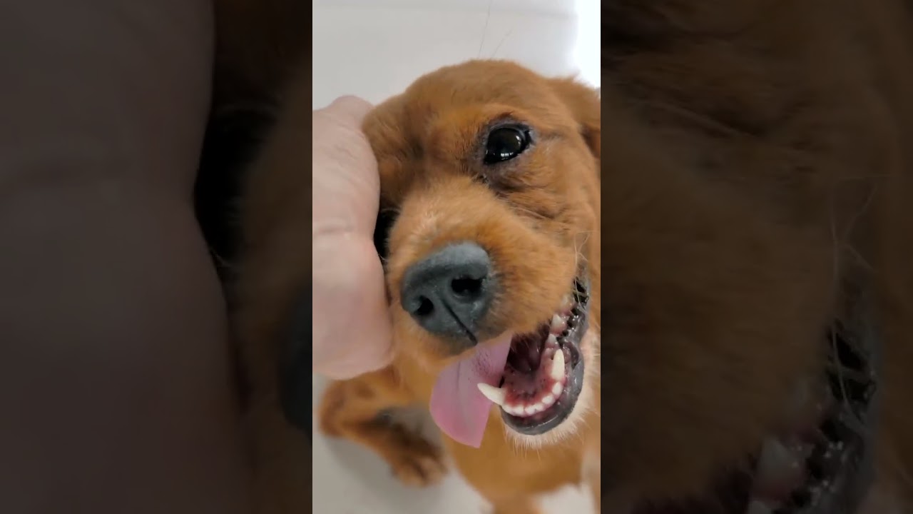 Enhancing Trust with Tailored Dog Training