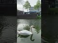 SWAN IN DORRDRECHT RIVER