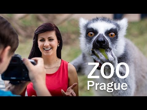 Video: Unde Poți Merge Din Praga