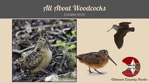 All About Woodcocks