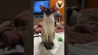 Better watch me than TV  cat sleeps sitting | oriental cat | cat family  #cutecat #catshorts