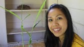 Growing Ginger in Containers Indoors 