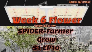 Spider Farmer Grow S1 EP10 Ft GGS AC5 POWER STRIP+SF2000: Week 6 Flower