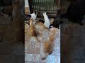 Mama Eks sam di tungguin kucingnya di kandang mau di bersihin