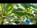 Así se genera biohidrógeno a partir de residuos de plátano - TvAgro por Juan Gonzalo Angel