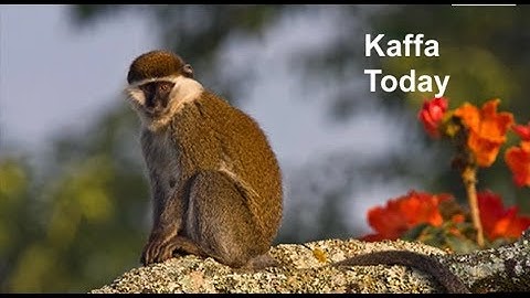 Kaffa Tube - Algorithmic Boost Request - 2000000 #YTBoostRequest