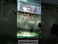 Thai guppy school