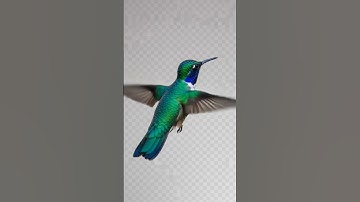 Hummingbird - 3