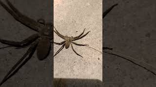 3 Types Of Spiders In My House At Night Time