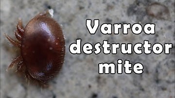 Varroa destructor - a honey bee