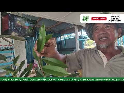 Video: Anak pokok adalah bahan berkualiti untuk taman anda