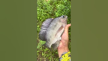 Giật đã tay Câu Cá rô phi tại đầm bỏ hoang! #fishing #cauca #fish