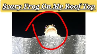 Frog On My Roof Top 😘❤🤗 #pets #frog #funny #roof #night by Nini Nature Collection 🌶️ 61 views 2 weeks ago 2 minutes, 41 seconds