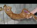 You Can’t Stop Laughing At These Dogs 😹 Funniest Dog Videos of All Time | New Viral Dog Moments 2026