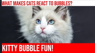 Kitties Go Crazy For Bubble Blast: A Cat's Reaction! by Meow-sical America 5 views 4 months ago 5 minutes, 10 seconds