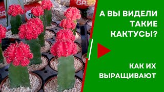 Вариегатные кактусы, особенности выращивания и разведения. Оптовая база в Израиле
