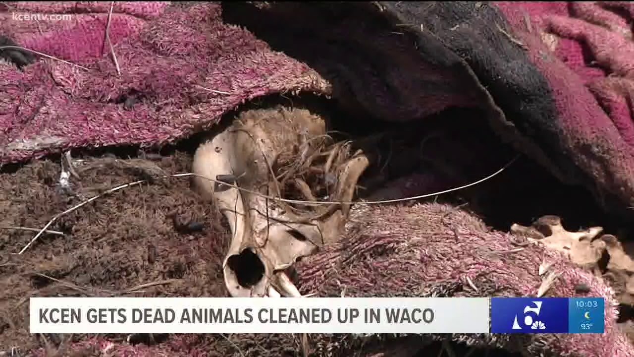 KCEN gets dead animals cleaned up in Waco