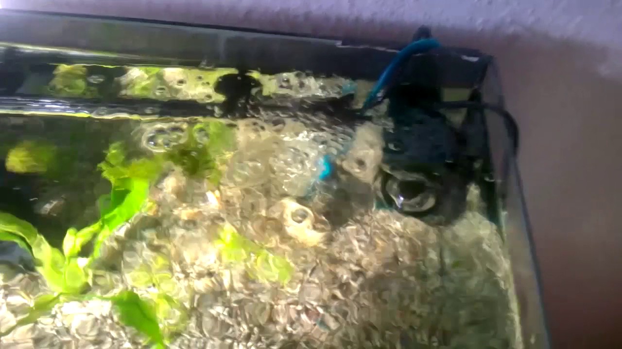 So reinigst du deinen Innenfilter im Aquarium! Guide #001 - YouTube