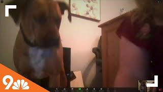 Petline9: Ho-Bo Care Boxer Rescue