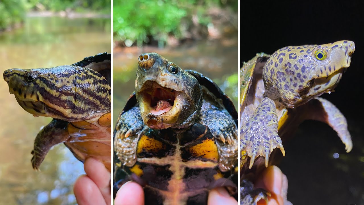 Smallest Turtles and Tortoises in the World 