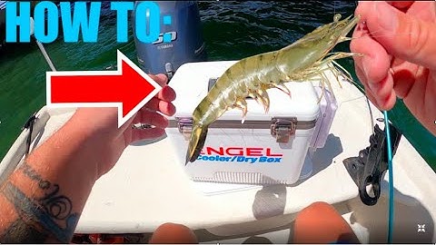 THE BEST WAY To Hook a Live Shrimp