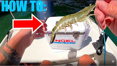 THE BEST WAY To Hook a Live Shrimp