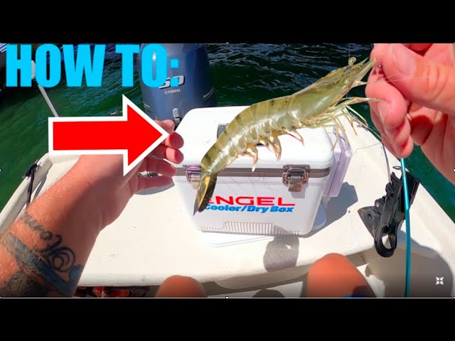 THE BEST WAY To Hook a Live Shrimp 