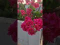# cute folwers# in the# home garden# grown with# love snd# care from# the queen# of the# family.#