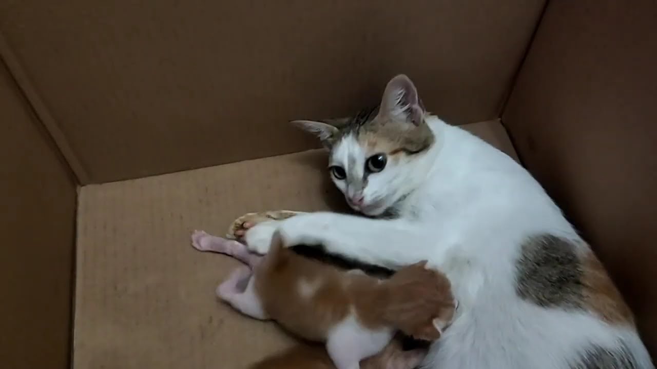 MELIHAT BAYI KUCING USIA 7 HARI - YouTube