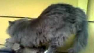 NEIGHBORS CUTE OUTDOOR CAT