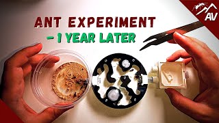 Ant Experiment  You won't believe what happened 1 YEAR later!