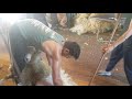 Sheep Shearing out of Masterton NZ Shearx  2018