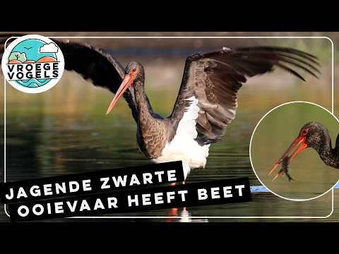 De jachttechniek van de zwarte ooievaar | Zelf Geschoten | Vroege Vogels