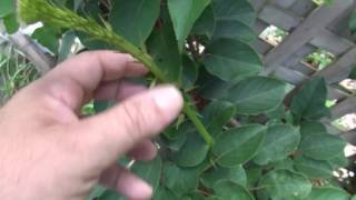 ⟹ ARCTIC #KIWIS, STRANGE LOOKING TOP TO ONE OF ITS STEMS #VINE